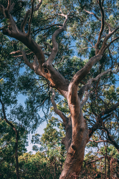 Star-69