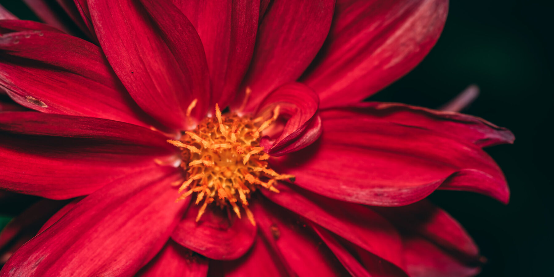 Playing with Flash photography and 100mm macro